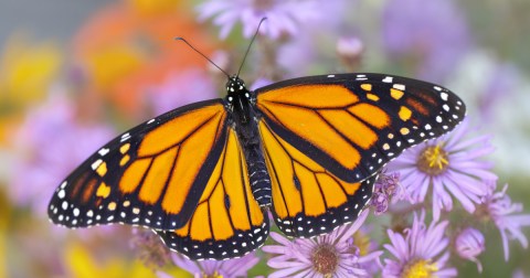 This Pollinator-Themed Festival In New Hampshire Has Been Going Strong Since 2012