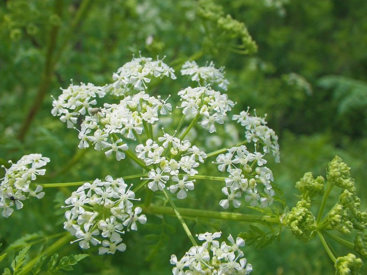 poisonous weed growing in Arkansas