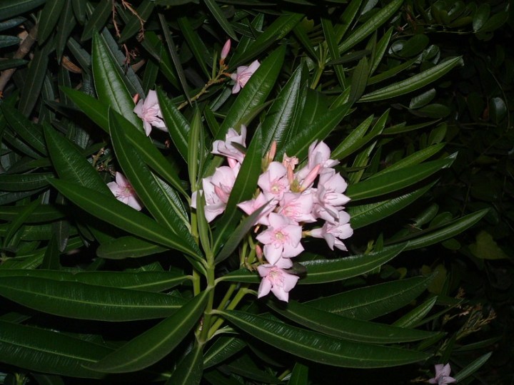 Oleanders In Florida