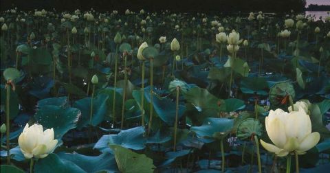 This Michigan Preserve Is One Of The Best Places To View Summer Wildflowers