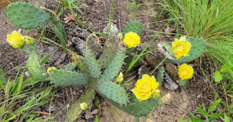 A Bit Of An Unexpected Natural Wonder, Few People Know There Are Wild Cacti Hiding In Wisconsin