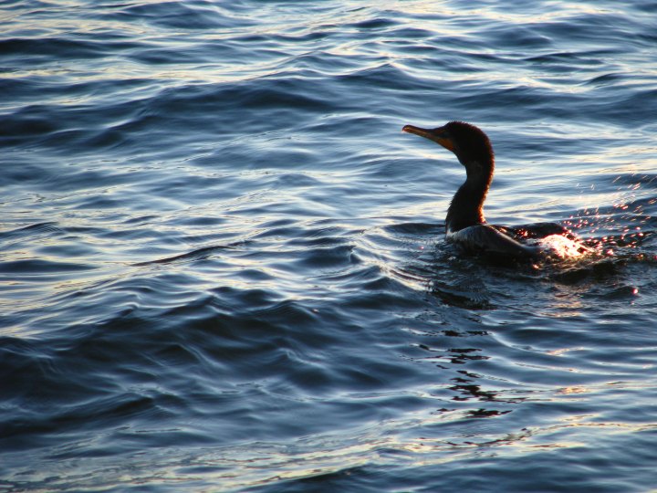 wildlife in Rockland harbor