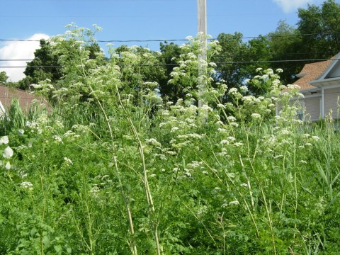 There’s A Deadly Plant Growing In Alabama Yards That Looks Like A Harmless Weed