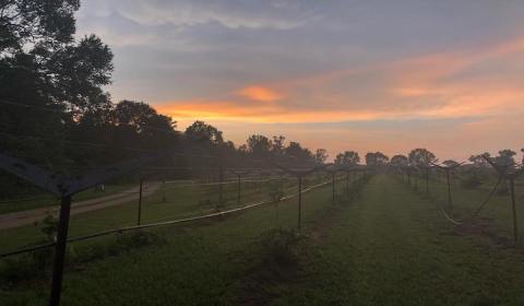 Locals Can't Get Enough Of This Small Town Winery Hidden In The Louisiana Countryside