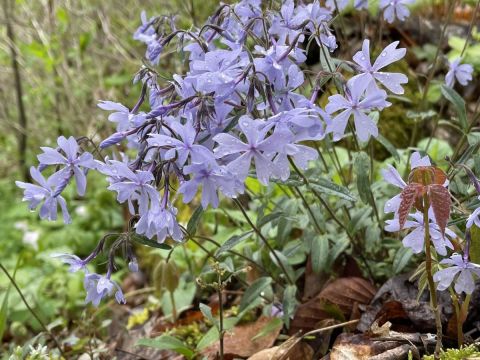 This Tennessee Trail Is One Of The Best Places To View Summer Wildflowers