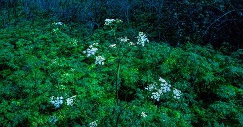 There’s A Deadly Plant Growing In Iowa Yards That Looks Like A Harmless Weed