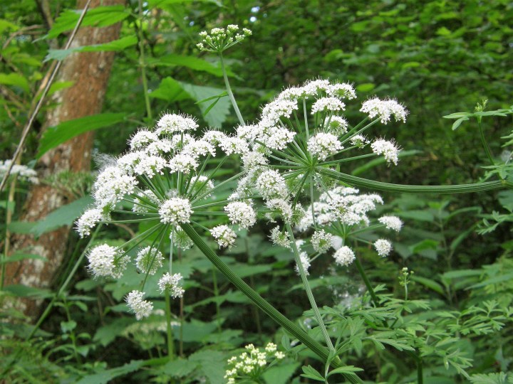 poisonous weed growing in Arkansas