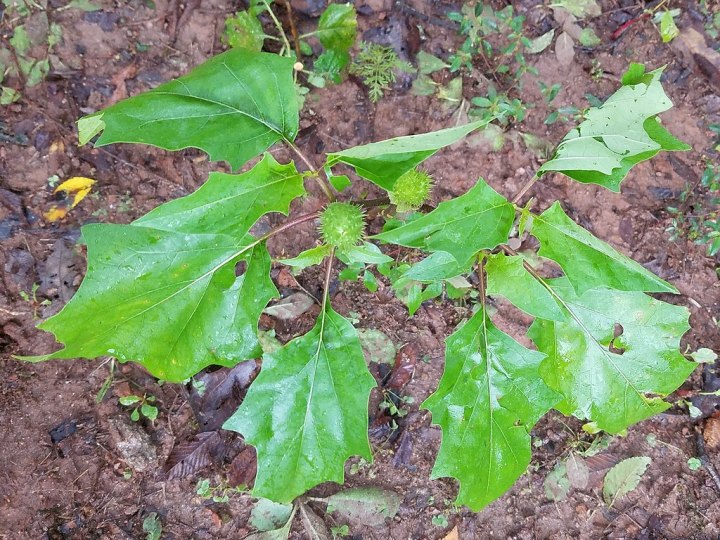 deadly plant in Illinois