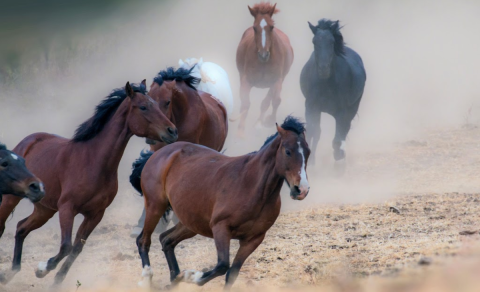 Most People Don't Even Know This Little-Known Wild Horse Sanctuary In Southern California Even Exists