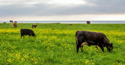 Get An Exclusive Behind-The-Scenes Tour Of Farms, Fish, And Flowers At This One-Day Festival In Northern California