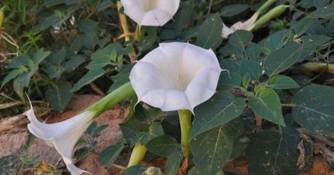 There’s A Deadly Plant Growing In Indiana Yards That Looks Like A Harmless Weed