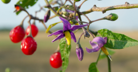 There’s A Deadly Plant Growing In Washington Yards That Looks Like A Harmless Weed