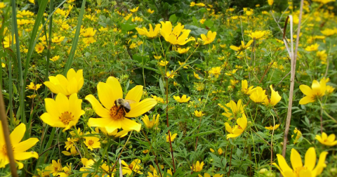 This Kentucky Nature Preserve Is One Of The Best Places To View Summer Wildflowers