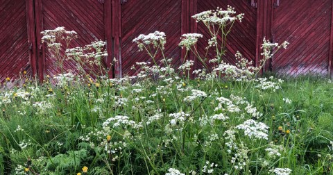 There’s A Deadly Plant Growing In Northern California Yards That Looks Like A Harmless Weed