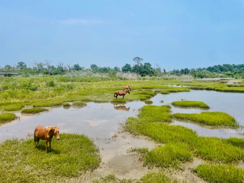 Watch Wild Horses Roam Free As You Explore Assateague Island National Seashore In Maryland