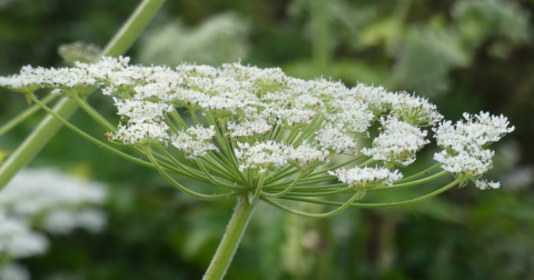 There’s A Deadly Plant Possibly Growing In Kansas Yards That Looks Like A Harmless Weed