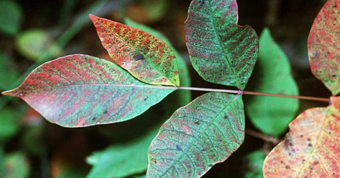 There’s A Deadly Plant Growing In Georgia Yards That Looks Like A Harmless Weed