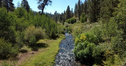 The Northern California Forest Worth Driving Across The State To Explore