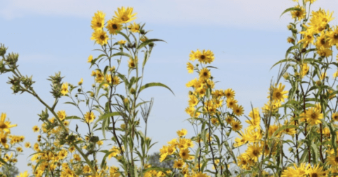 This Illinois Campground Is One Of The Best Places To View Summer Wildflowers