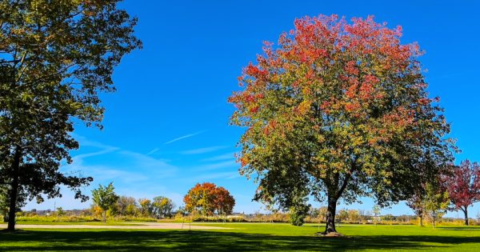 This Wisconsin Lake And Campground Is One Of The Best Places To View Summer Wildflowers