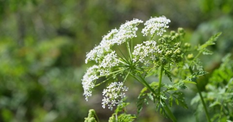 There’s A Deadly Plant Growing In New Jersey Yards That Looks Like A Harmless Weed