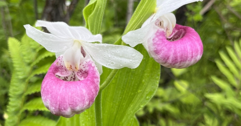 This Vermont Nature Preserve Is One Of The Best Places To View Summer Wildflowers