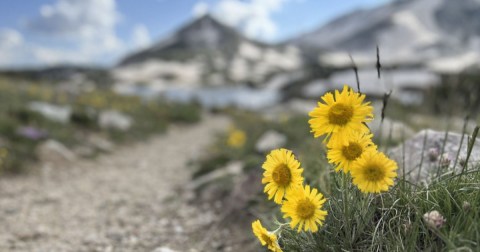 This Wyoming Scenic Byway Is One Of The Best Places To View Summer Wildflowers