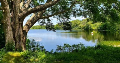 This Rhode Island Trail Is One Of The Best Places To View Summer Wildflowers