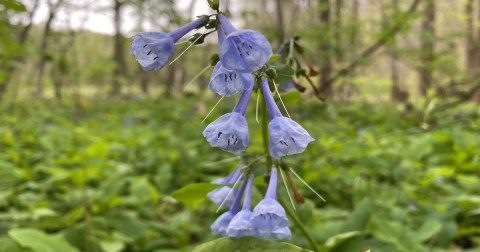 Take This Road Trip To The 5 Most Eye-Popping Wildflower Hikes In Georgia