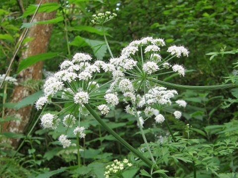 There’s A Deadly Plant Growing In Idaho That Looks Like A Harmless Weed