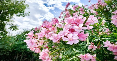 There’s A Deadly Plant Growing In Florida Yards That Looks Like A Harmless Flower