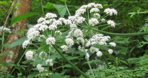 There’s A Deadly Plant Growing In Arkansas Yards That Looks Like A Harmless Weed