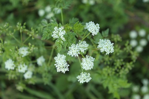 There’s A Deadly Plant Growing In Utah That Looks Like A Harmless Weed