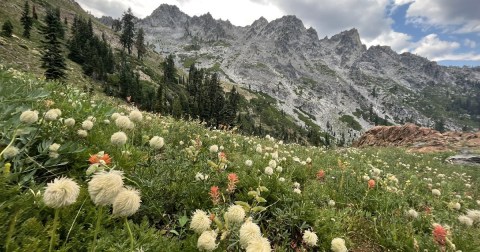 This Northern California Trail Is One Of The Best Places To View Summer Wildflowers