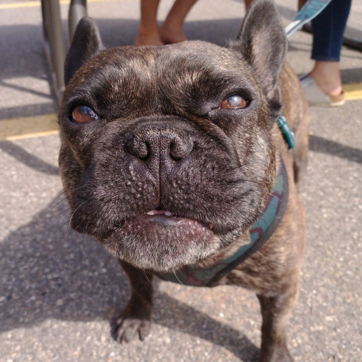 dog at Island Dog Brewing