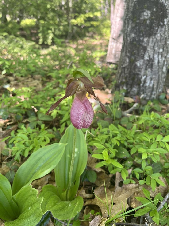 Flowers on Burnt Meadow Mountain Trail