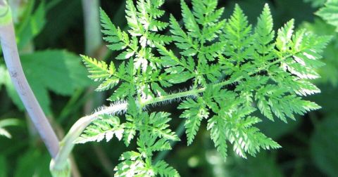 There’s A Deadly Plant Growing In North Carolina Roadsides That Looks Like A Harmless Weed