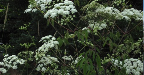 There’s A Deadly Plant Growing In New York Yards That Looks Like A Harmless Weed