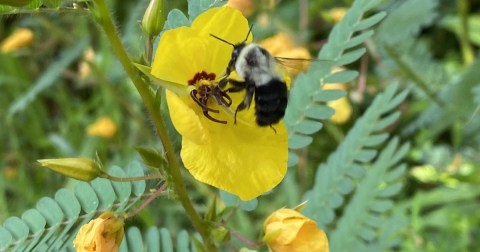 This South Carolina Preserve Is One Of The Best Places To View Summer Wildflowers