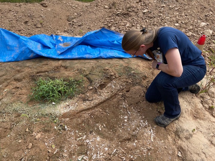 mammoth tusk discovered at Principia College in Elsah, Illinois