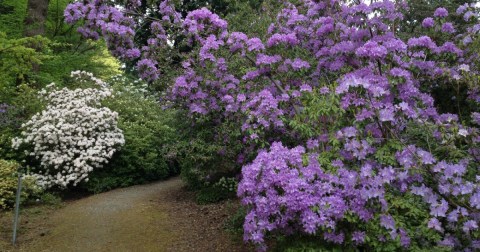 This Washington Botanical Garden Houses Plants From All Over The World