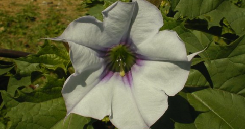 There’s A Deadly Plant Growing In Illinois Yards That Looks Like A Harmless Weed