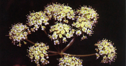 There’s A Deadly Plant Growing In Colorado That Looks Like A Harmless Weed