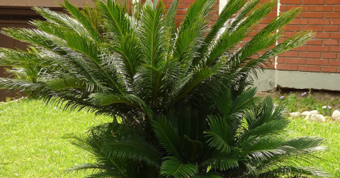 There’s A Deadly Plant Growing In Nevada Yards That Looks Harmless