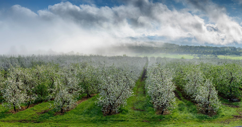These 16 Charming Apple Orchards In Vermont Are Great For A Fall Day