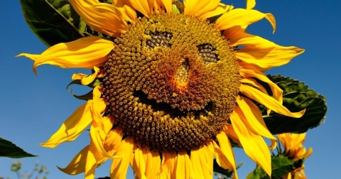 You Can Pick Your Own Bouquet Of Sunflowers At This Incredible Farm Hiding In Iowa