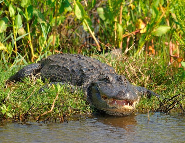 Anahuac National Wildlife Refuge