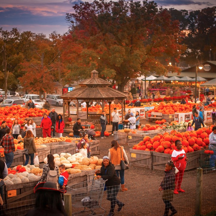 Mountains of pumpkins surround a gazebo.