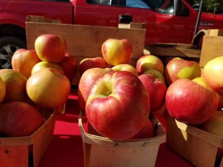 A bushel of bright and shiny red apples.