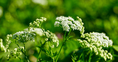 There’s A Deadly Plant Growing In Maine Yards That Looks Like A Harmless Weed